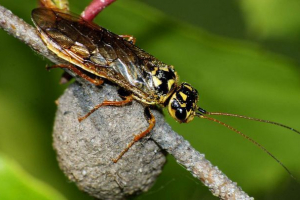 Tkanje tablet. So te žuželke pritrjene na plovilo?